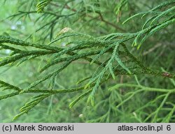 Thuja occidentalis Ohlendorffii