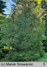 Thuja occidentalis Ohlendorffii