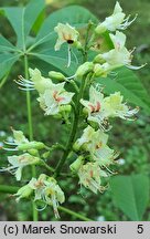 Aesculus ×marylandica (kasztanowiec merylandzki)