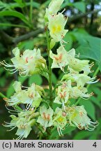 Aesculus ×marylandica (kasztanowiec merylandzki)