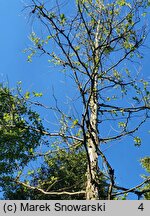 Platanus occidentalis (platan zachodni)