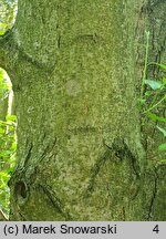 Alnus rubra (olcha czerwona)