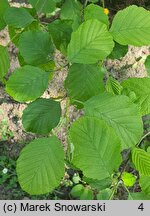 Alnus rubra (olcha czerwona)