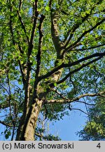 Alnus rubra (olcha czerwona)