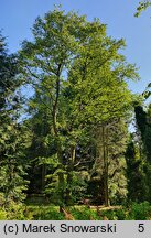 Alnus rubra (olcha czerwona)