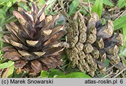 Pinus densiflora (sosna gęstokwiatowa)