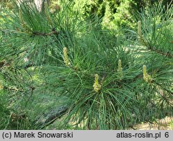 Pinus rigida (sosna smołowa)