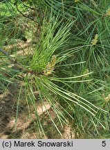 Pinus rigida (sosna smołowa)