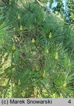 Pinus rigida (sosna smołowa)