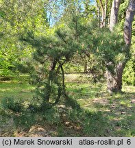 Pinus rigida (sosna smołowa)