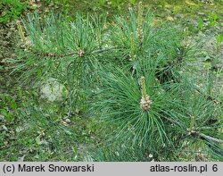 Pinus rigida (sosna smołowa)