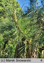 Pinus rigida (sosna smołowa)