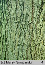 Acer rubrum (klon czerwony)