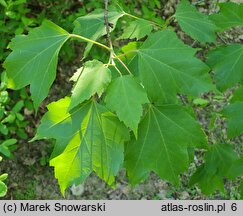 Acer rubrum (klon czerwony)