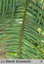 Abies grandis (jodła olbrzymia)