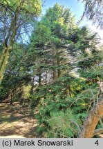 Abies grandis (jodła olbrzymia)