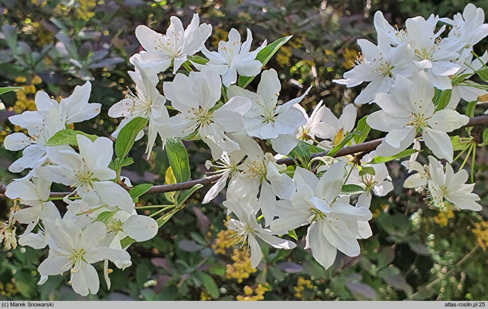 Malus floribunda (jabłoń kwiecista)