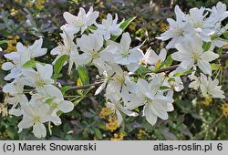 Malus floribunda (jabłoń kwiecista)