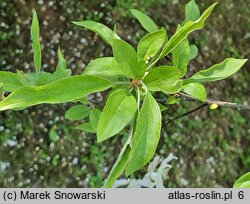 Malus floribunda (jabłoń kwiecista)