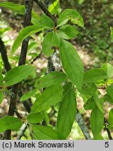 Malus floribunda (jabłoń kwiecista)