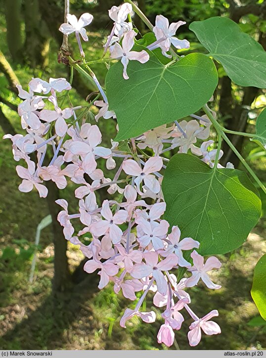 Syringa oblata var. dilatata