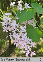 Syringa oblata var. dilatata