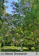 Syringa oblata var. dilatata