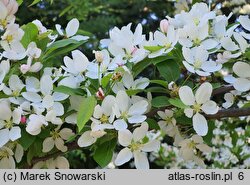 Malus Wintergold