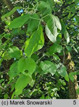 Malus Wintergold