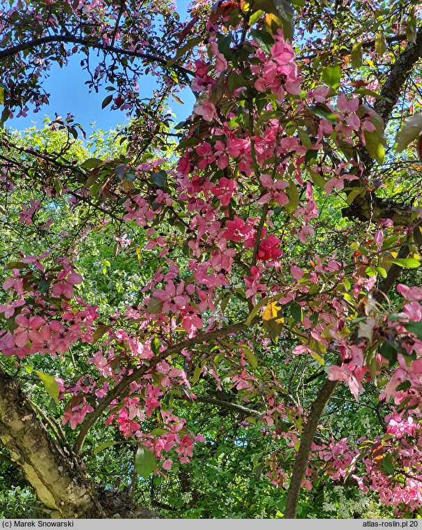 Malus Henrietta Crosby