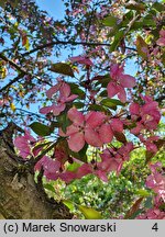 Malus Henrietta Crosby