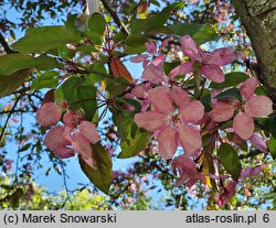 Malus Henrietta Crosby