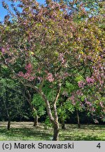 Malus Henrietta Crosby