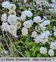 Spiraea prunifolia (tawuła śliwolistna)