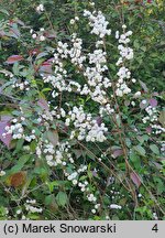 Spiraea prunifolia (tawuła śliwolistna)