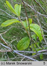 Spiraea prunifolia (tawuła śliwolistna)