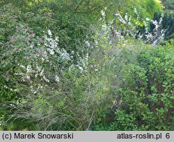 Spiraea prunifolia (tawuła śliwolistna)