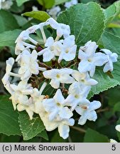 Viburnum carlesii Juddii