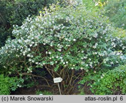 Viburnum carlesii Juddii