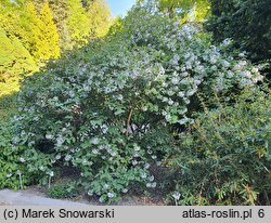 Viburnum carlesii Juddii