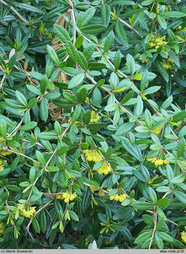 Berberis lempergiana (berberys Lemperga)