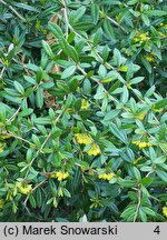 Berberis lempergiana (berberys Lemperga)