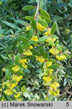 Berberis lempergiana (berberys Lemperga)