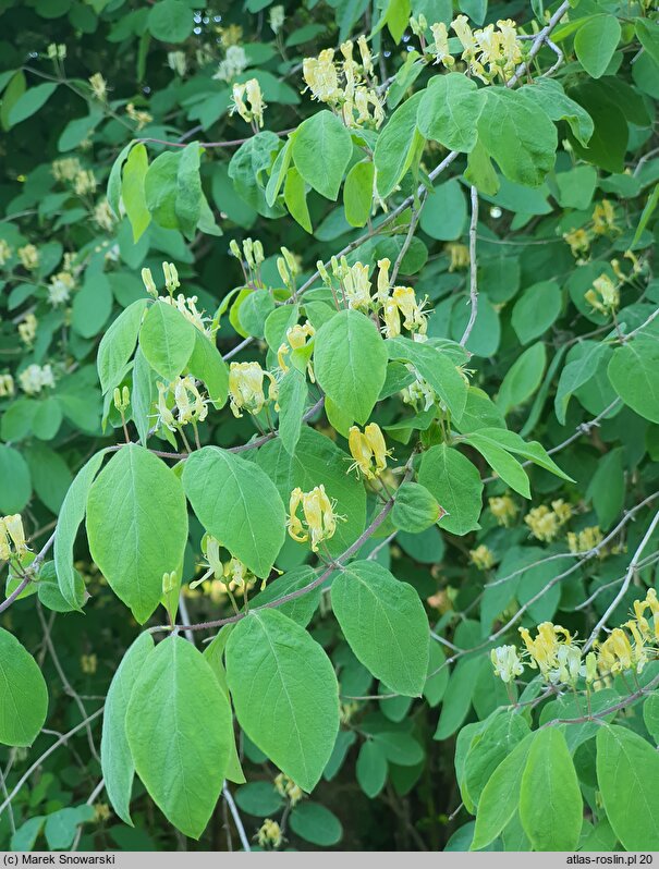 Lonicera demissa (suchodrzew wiotki)