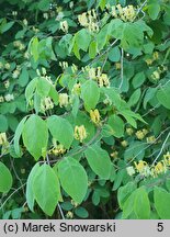 Lonicera demissa (suchodrzew wiotki)