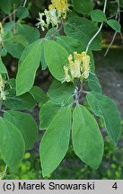 Lonicera demissa (suchodrzew wiotki)