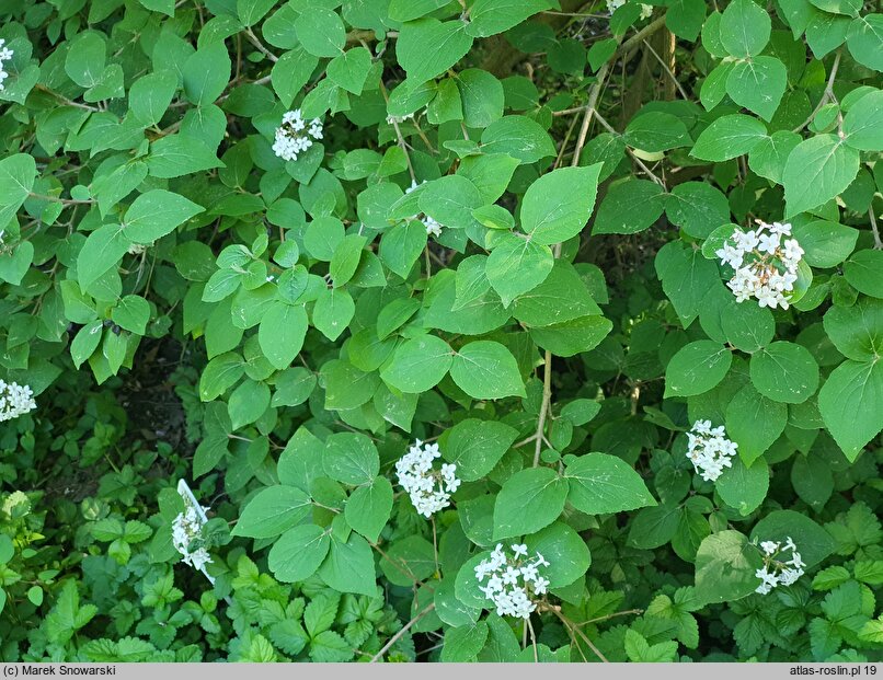 Viburnum carlesii var. bitchiuense (kalina biczyńska)