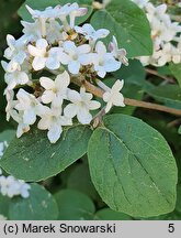 Viburnum carlesii var. bitchiuense (kalina biczyńska)