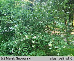 Viburnum carlesii var. bitchiuense (kalina biczyńska)