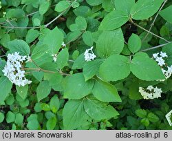 Viburnum carlesii var. bitchiuense (kalina biczyńska)